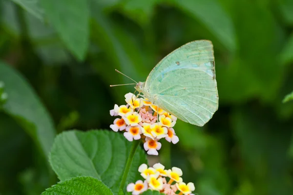 Kelebek, çiçek bal emmek, ortak göçmen, catopsilia piomona, — Stok fotoğraf