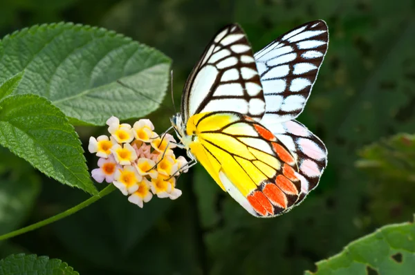 Papillon, Jezebel commune, Delias eucharis, sucer le miel de fleur, sondage — Photo