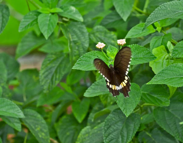 Mariposa, Mormón Común, Papilio polytes, chupando miel de flor, flapp — Foto de Stock