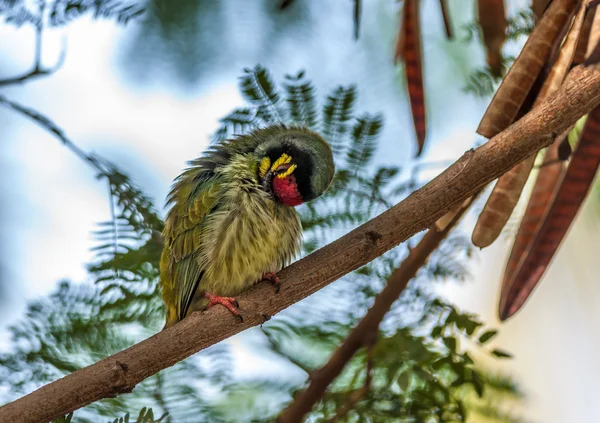 Beautiful small Bird Coppersmith Barbet perched branch scratchin — Stock Photo, Image