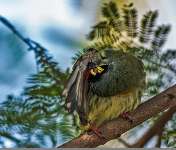 Bellissimo uccellino Coppersmith Barbet appollaiato su un ramo d'albero e preening è piume — Foto Stock