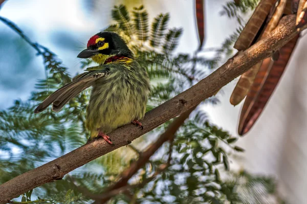 Beautiful small Bird Coppersmith Barbet perched branch one wing — Stock Photo, Image