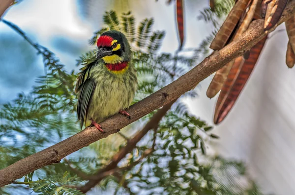 Krásný malý pták mědirytec barbet na větev stromu — Stock fotografie