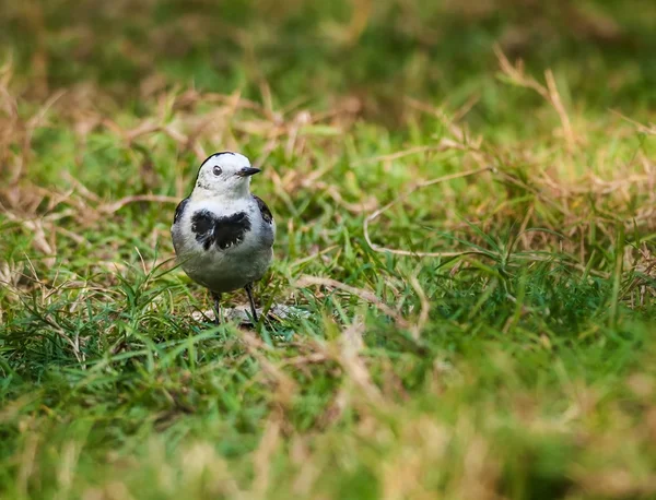 kuş, beyaz kuyruksallayan, motacilla alba, m. a. leucopsis üzerinde yeşil gr