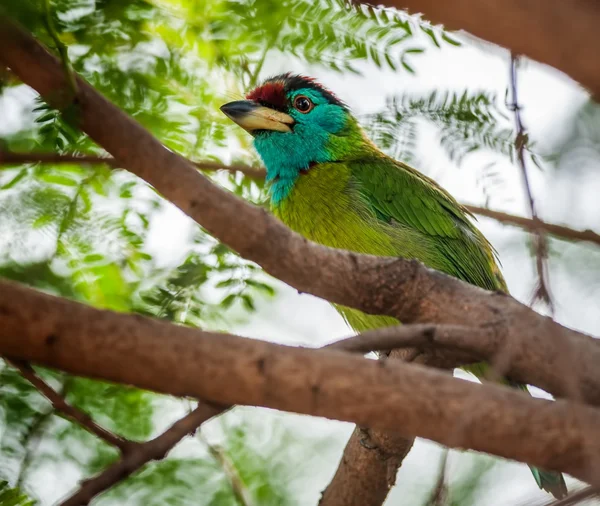 Pájaro, barbudo de garganta azul posado en una rama de árbol — Foto de Stock