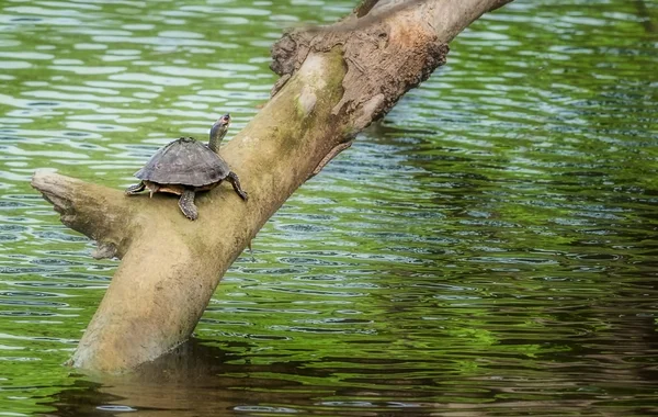Pond turtle, tortoise, on a tree branch over water in sun, copy space, Indian Tent Turtle, Pangshura tecta — Stock Photo, Image