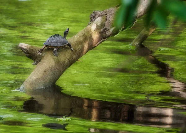 Tortuga de estanque, tortuga, en una rama de árbol sobre el agua al sol, espacio para copiar, tortuga tejada india, Pangshura tecta — Foto de Stock