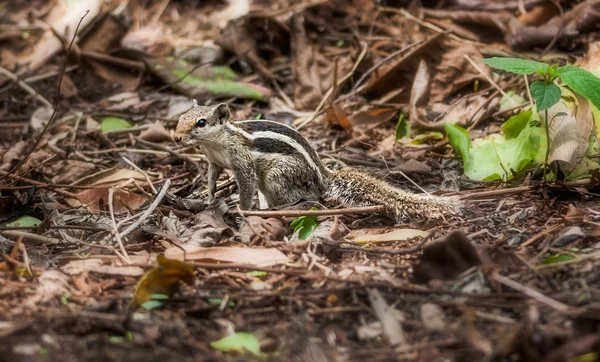 Esquilo entre folhas secas, natureza, vida selvagem, espaço de cópia — Fotografia de Stock