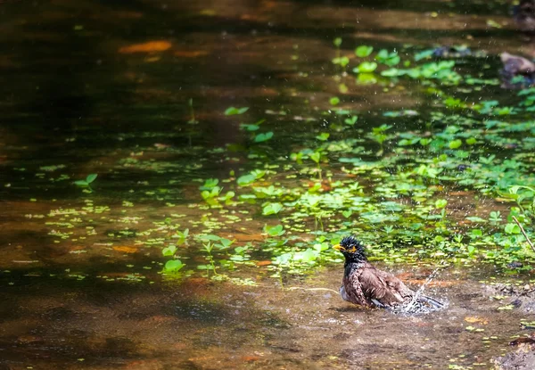 Frequentes Myna, Acridotheres tristis, bird, pond, birdbath — Fotografia de Stock