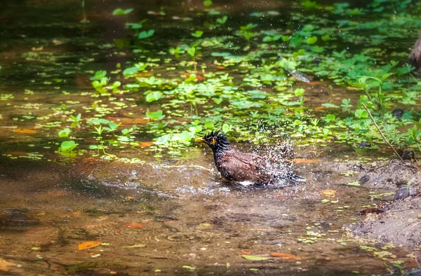 Frecuentes Myna, Acridotheres tristis, bird, pond, birdbath — Foto de Stock