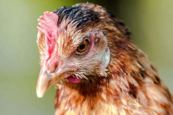 Tavuk yüz closeup — Stok fotoğraf