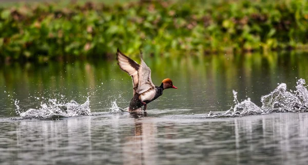 Pochard de cresta roja, pájaro, Diving duck, Rhodonessa rufina, takin — Foto de Stock