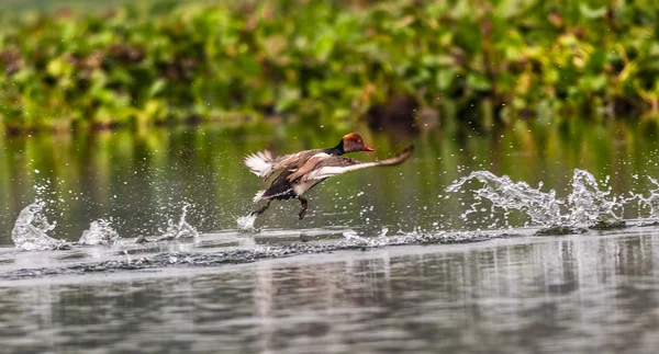 Pochard de crista vermelha, pássaro, pato de mergulho, Rhodonessa rufina, takin — Fotografia de Stock