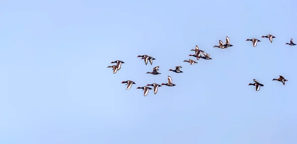 Red-crested Pochard,migratory, flock, bird, Diving duck, blue sky, flock formation — Stock Photo, Image
