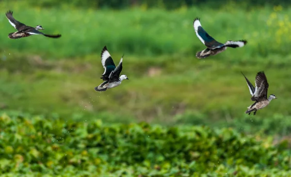 Algodão Pigmeu-ganso, Nettapus coromandelianus, aves migratórias , — Fotografia de Stock