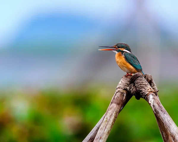 Jégmadár, alcedo atthis, kis madár ül o bambusz, — Stock Fotó