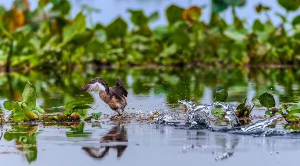 Kis vöcsök, (Tachybaptus ruficollis), a madarak, a víz felett repülő — Stock Fotó