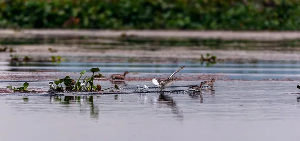 Kis vöcsök, (Tachybaptus ruficollis), a madarak, a víz felett repülő — Stock Fotó