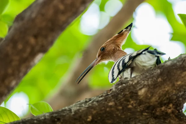 Common Hoopoe, Upupa epops, bird, perched on tree branch, sunlig — Stock Photo, Image