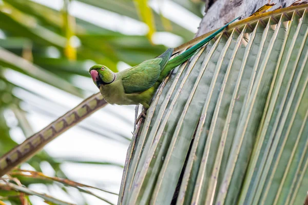 Розовый попугай, сидящий на ветке дерева, природа, копирующий спа — стоковое фото