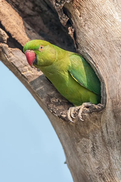 Rose-ringed Parakeet, perched on a tree branch, nature, copy spa — Stock Photo, Image