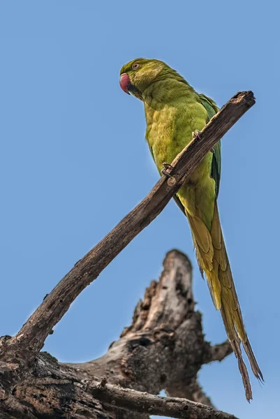 Rose-ringed Parakeet, perched on a tree branch, nature, copy spa — Stock Photo, Image