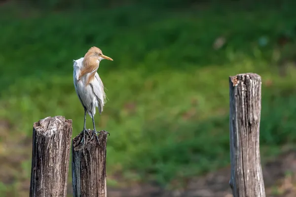 Cattle Egret, perched on a wooden pole in green background, copy — Stock Photo, Image