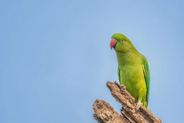 Rose-ringed Parakeet, perched on a tree branch, nature, copy spa — Stock Photo, Image