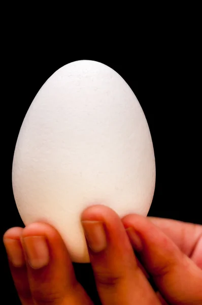 Huevos blancos, de mano, dedos, delanteros iluminados, aislados, espalda negra — Foto de Stock