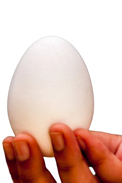 Ouă albe, ținute de mână, degete, iluminat frontal, izolat, spate negru — Fotografie, imagine de stoc