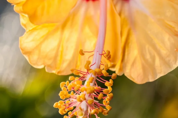 Kapatmak sarı hibiscus çiçek, polen, tozlaşma, bitki, nat. — Stok fotoğraf