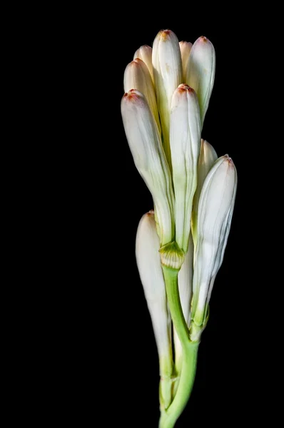 Close-up van witte buis rose bloem geïsoleerd op zwarte achtergrond — Stockfoto