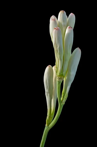 Zblízka bílý trubice růže květ izolovaných na černém pozadí — Stock fotografie