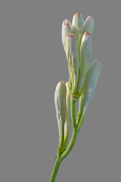 Gül çiçek izole gri arka plan üzerinde beyaz tüp kadar yakın