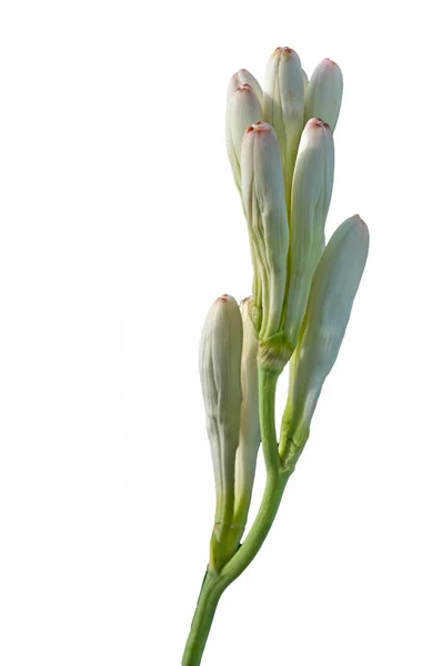 Zblízka bílý trubice růže květ izolovaných na bílém pozadí — Stock fotografie