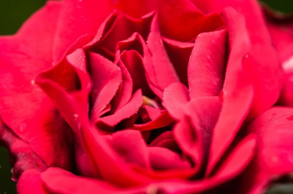 Close up of red Rose flower with tiny water droplets on petals — Stock Photo, Image