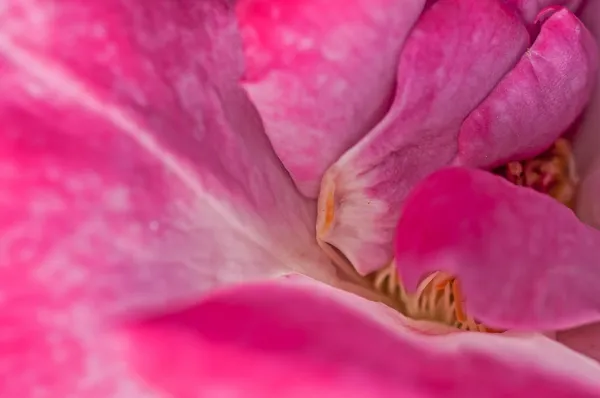 Nahaufnahme rosa Rosenblätter, abstraktes Muster, Natur, Blume — Stockfoto