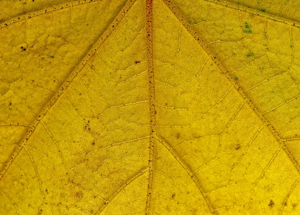 yaprak model, sarı, damarlar, arkadan aydınlatmalı, doğa, çürüme, m, kapatmak