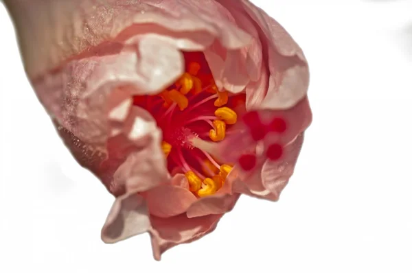 Close-up van roze hibiscus bud, stuifmeel, bestuiving, plant, natuur — Stockfoto
