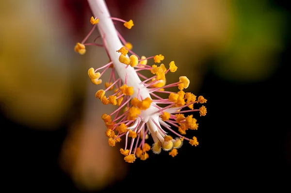 Close up red white hibiscus flower, pollen sacks, plant, nature, — Stock Photo, Image