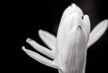 Üç tüp gül çiçek, çiçek açan, beyaz, kopya alan, yakın çekim,