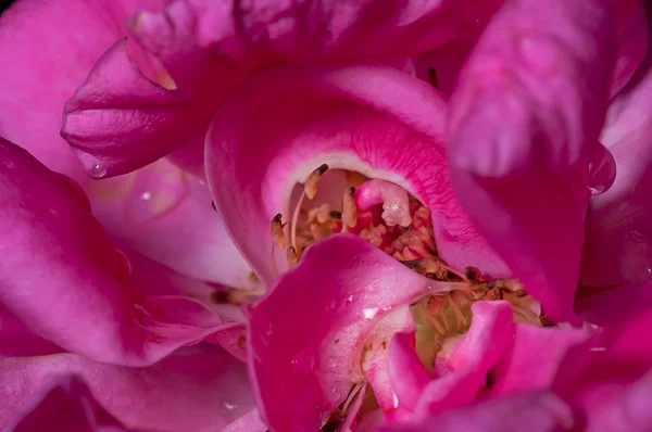 Nahaufnahme, Rose, Wassertropfen auf Blütenblatt, rosa, innen, abstrakt — Stockfoto