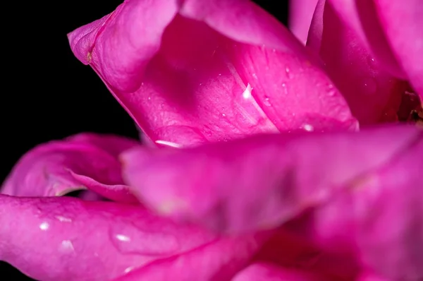 Nahaufnahme, Rose, Wassertropfen auf Blütenblatt, rosa, innen, abstrakt, iso — Stockfoto