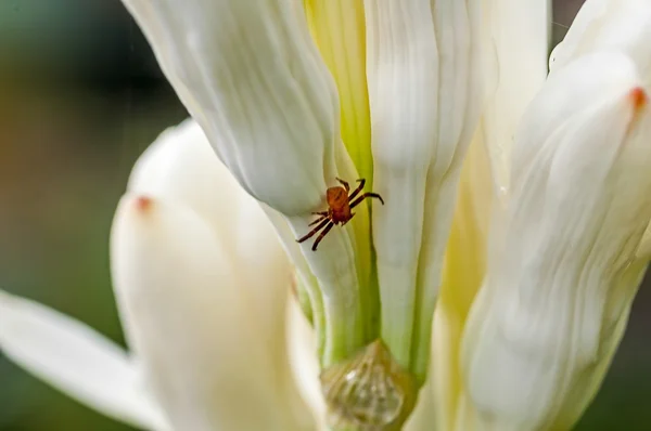 Brown Spider on white tube rose flower, close up, macro, copy sp — Stock Photo, Image