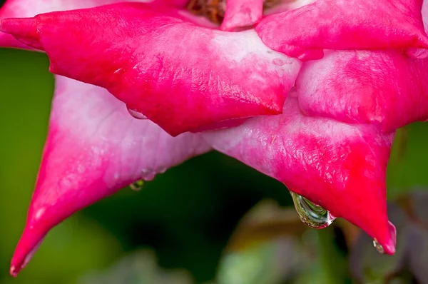 Water drops hanging red rose petals, fresh, natural, close up, macro, — Stock Photo, Image
