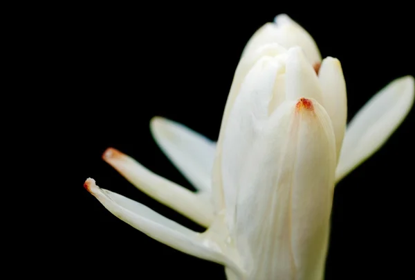 Three tube rose flowers, blooming, white, copy space, close up, — Stock Photo, Image