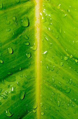 damla, yeşil yaprağı, taze, doğa, Su damlacıkları yakın çekim