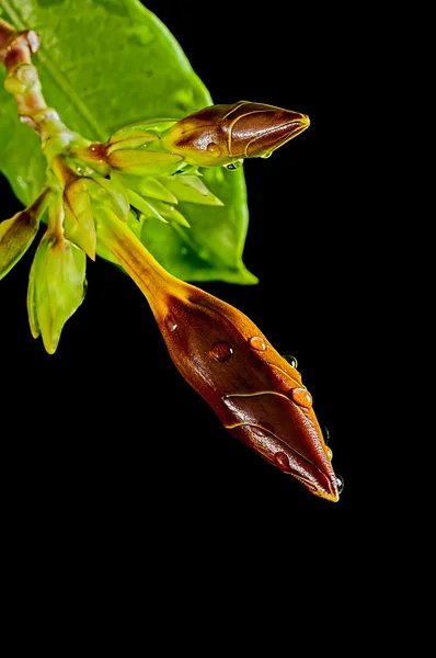 Bud of Aramonda flower, morning light, fresh, green leaves, isolated on black — Stock Photo, Image