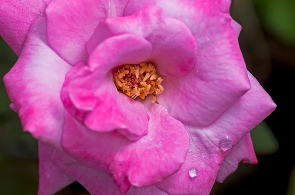 Pink rose, water drops on petals, close up, macro — Stock Photo, Image