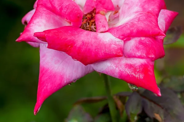 Water drops hanging red rose petals, fresh, natural, close up, m — Stock Photo, Image